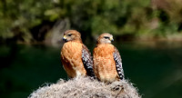 red shoulder hawks
