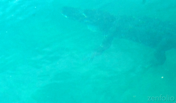 underwater gator!