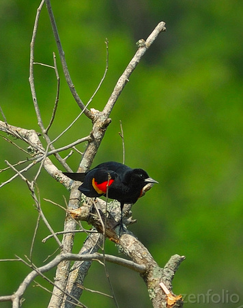 blackbird (m)